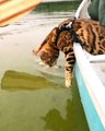 Ce chat découvre les balades en bateau pour la première fois