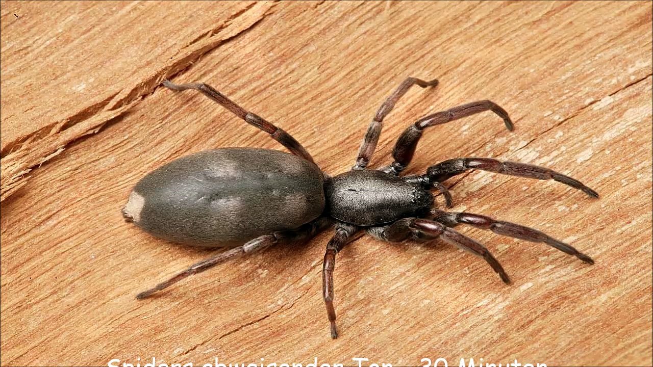 Spiders abweisender Ton - 30 Minuten