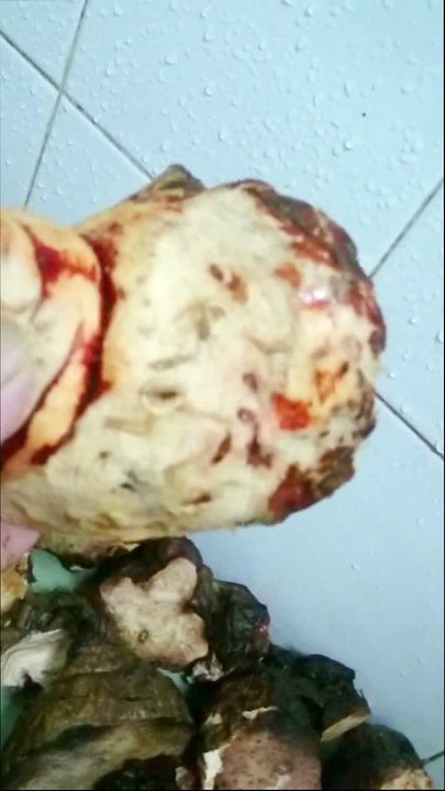 phân loại hà thủ ô đỏ trước khi bào chế