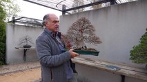 Best tree species to start with growing Bonsai, Luis Vallejo-E1hqrK0ppeM
