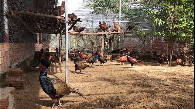 Bật cười nhìn nữ hoàng loài chim đeo kính hết sức ngộ nghĩnh