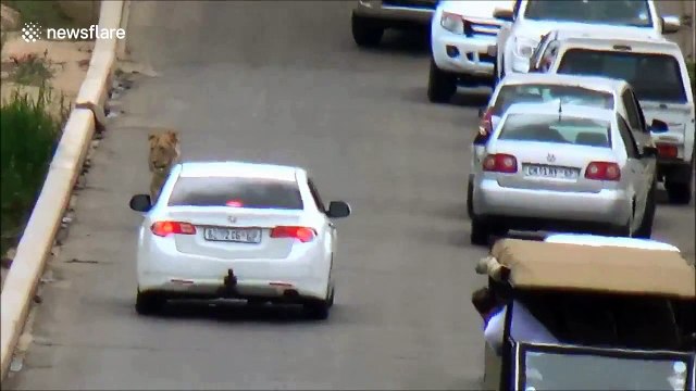 Lion causes traffic jam on bridge in South Africa