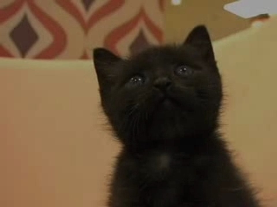 Scary Black Kitty!