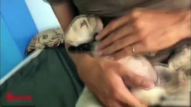 Chú cún ngủ say sưa mặc kệ mọi thứ xung quanh