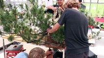 Jan Culek styling a Pinus mugo Bonsai-JXiPs3xD4C8