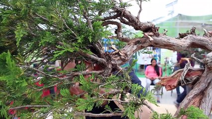Jennifer Price Bonsai demo-xDQnxNkjP2w