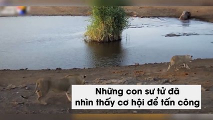 Tê giác vác bụng bầu đánh trả ba con sư tử