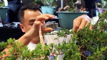 Omachi Isao styles a Juniper Bonsai at BWB-bITOhwSfzSQ