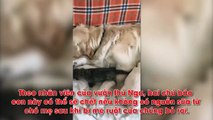Chó mẹ chăm sóc hai chú báo con bị bỏ rơi như con ruột