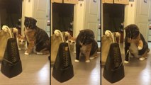 Deux chats découvrent un métronome