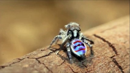 Nhện công thu hút bạn tình bằng vũ điệu độc đáo