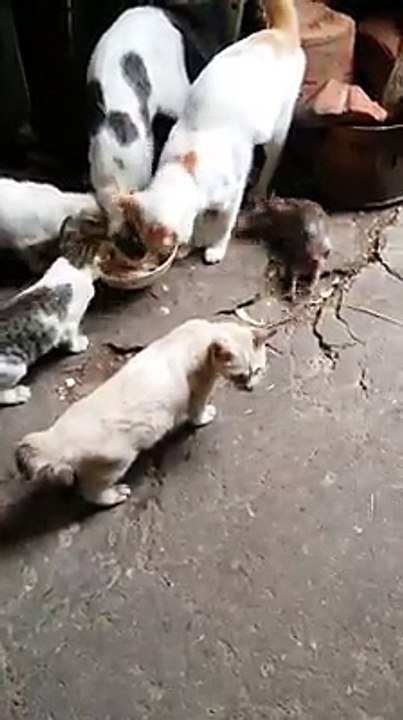 Chú chuột ăn vụng đồ của đàn mèo nhưng không bị phát hiện