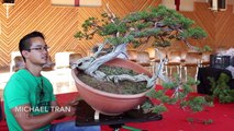 Making a Juniper Bonsai by Michael Tran-OEsgevZKJLM