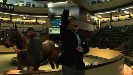 Les éleveurs de chevaux de course irlandais inquiets du Brexit