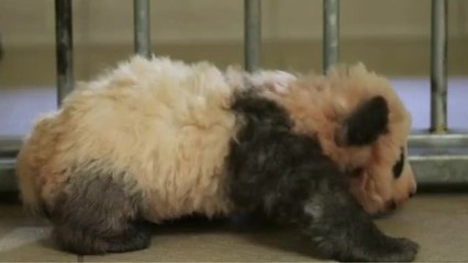 Baptême en grande pompe pour Brigitte Macron