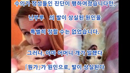감동 생후 10일 보아서 4개의 발을 잃은 강아지. 안락사의 운명을 극복한 부활의 힘에 감동
