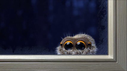 Le retour de Lucas, 'l'adorable' araignée qui guérit l’arachnophobie