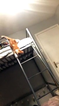 Un chaton descend une échelle