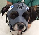 University of California Students Create 3D-Printed Mask for Dogs With Fractured Skulls