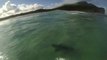 Video captures moment Australian surfs over shark