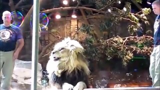 ブチ切れライオン、飼育員を襲う！！ メスライオンが救出に！？【ハプニング＠動物園】