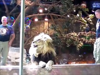 ブチ切れライオン、飼育員を襲う！！ メスライオンが救出に！？【ハプニング＠動物園】