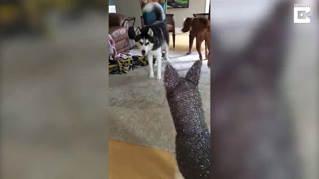La déco de Nöel fait péter un cable à ce chien Husky...