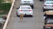 Interruption du trafic par un lion en pleine route en Afrique du sud