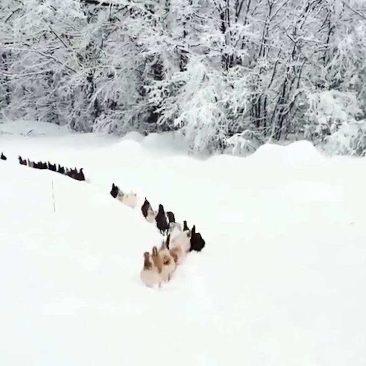 March of the chickens Game of thrones
