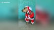 This dog does not like its Christmas outfit