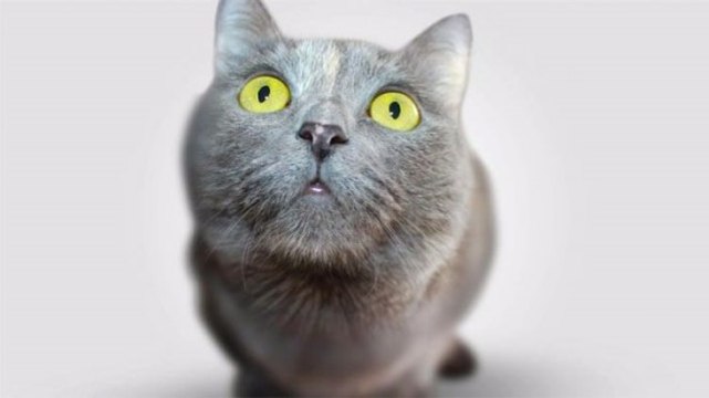 Dijital Oyun CryptoKitties İçin Bir Haftada 1,3 Milyon Dolar Harcandı