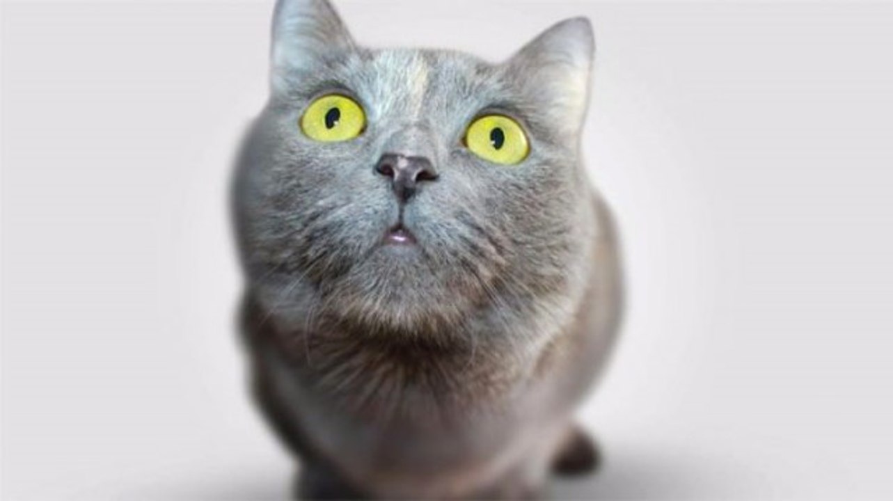 Dijital Oyun CryptoKitties İçin Bir Haftada 1,3 Milyon Dolar Harcandı