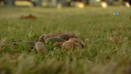 Bakan Eroğlu: "Son 13 Yılda Ormanlık Alanı Yaklaşık Olarak 15 Milyon Dekar Arttırdık"