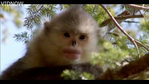 The Yunnan snub-nosed monkey