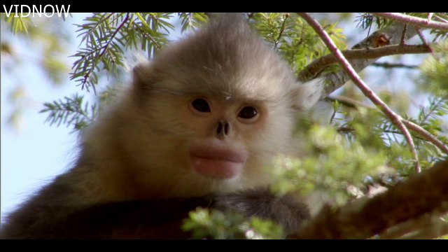The Yunnan snub-nosed monkey