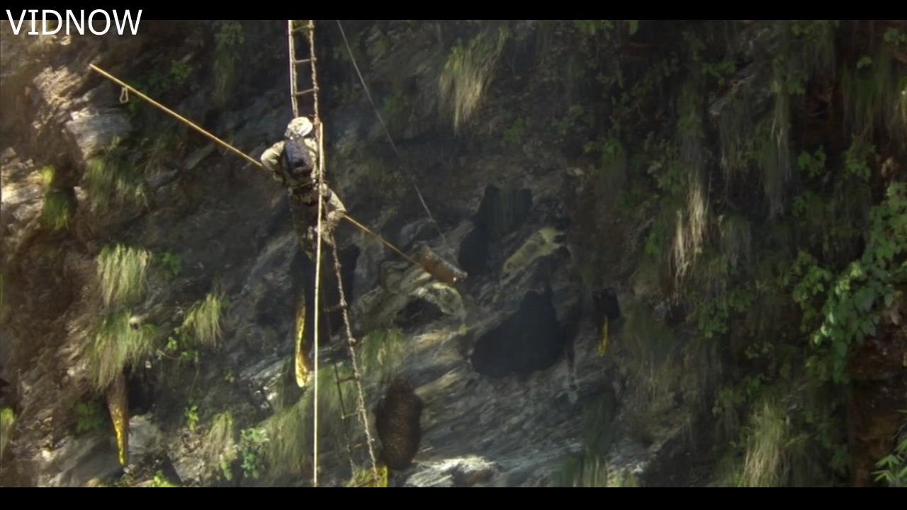Harvesting Honey from Giant  dangerous and waving himalayan   honey bees