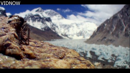 himalayan jumping spider highest living animal