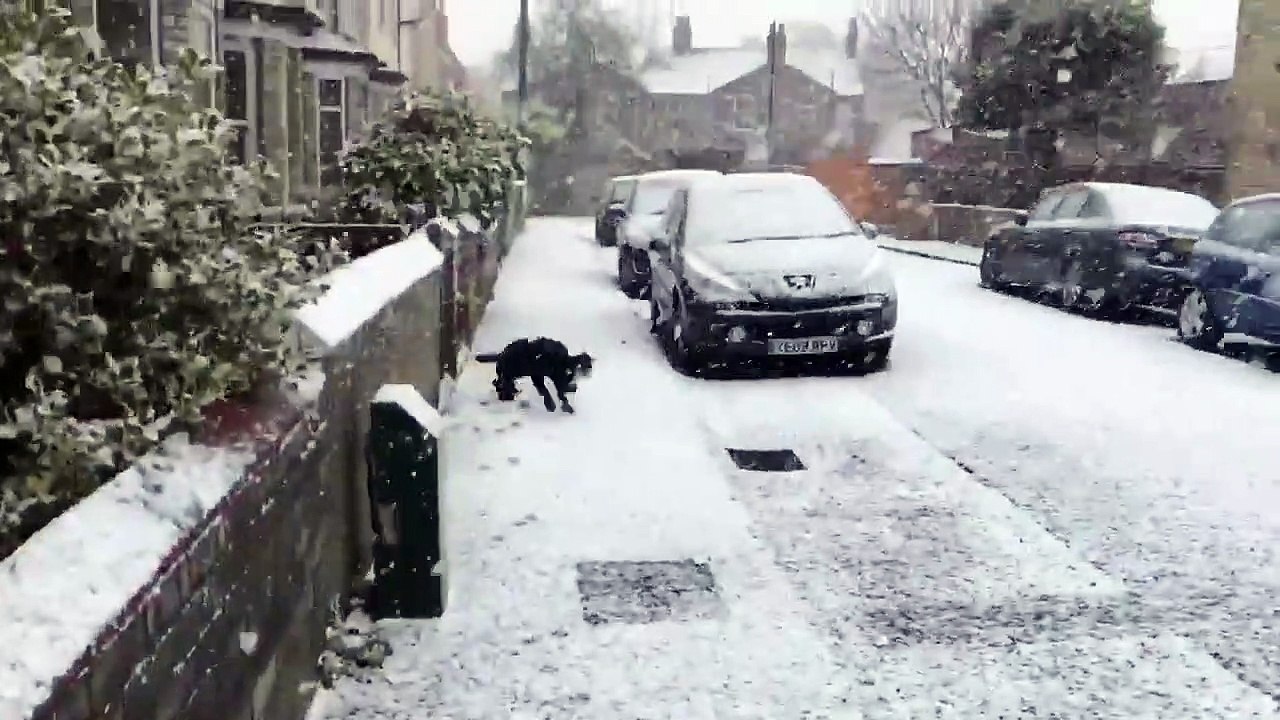 Un chien découvre la neige pour la première fois et devient fou !
