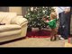 Determined Toddler Decorates the Christmas Tree
