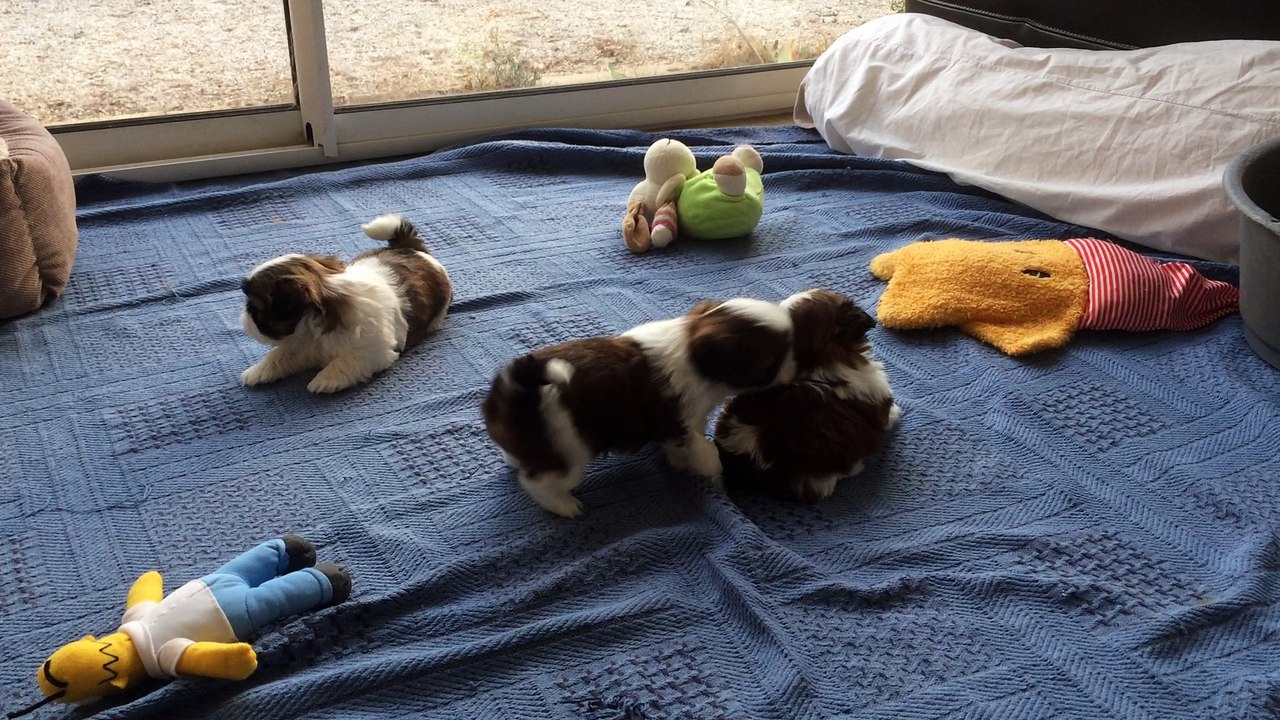 Jeux chiots shih-tzu"N" Madonna et Mojito 5 semaines