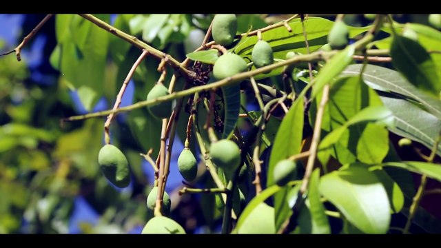 Amazing!!! Brave Sister Catch Snake in a Village - Snake Attack Baby Cow