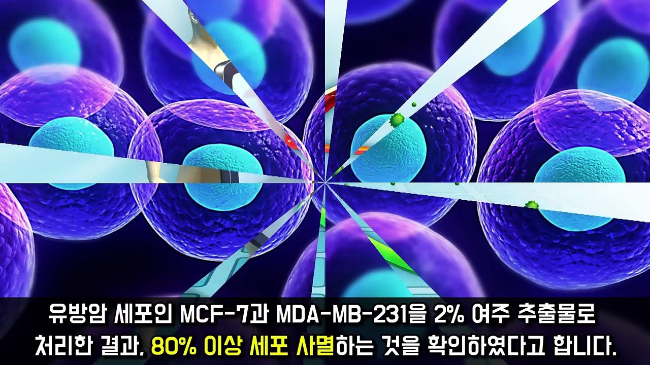 암세포를 단시간에 80% 사멸시키는 신비로운 채소