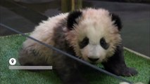 Zoo de Beauval : baptisé par Brigitte Macron, le bébé panda s'appelle Yuan Meng