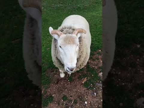 Woman Shows How She Communicates With All Her Different Animals