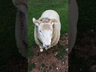 Woman Shows How She Communicates With All Her Different Animals