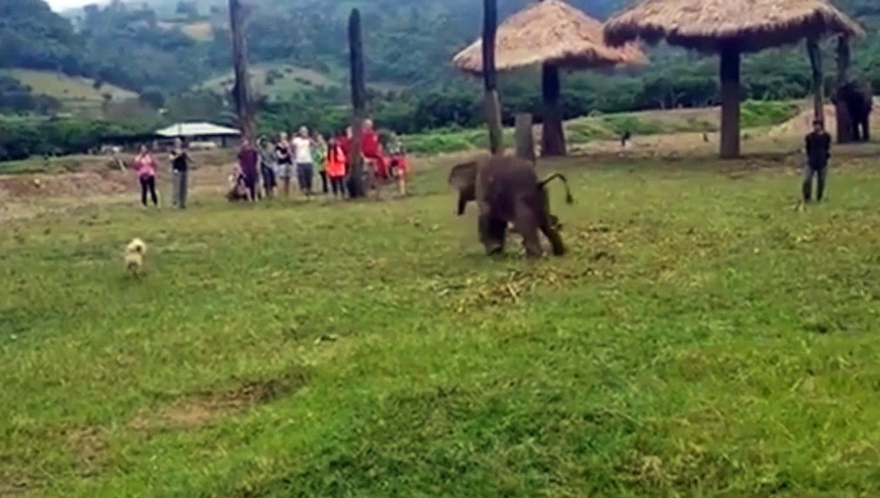 Un chien s'amuse avec un bébé éléphant - ENP