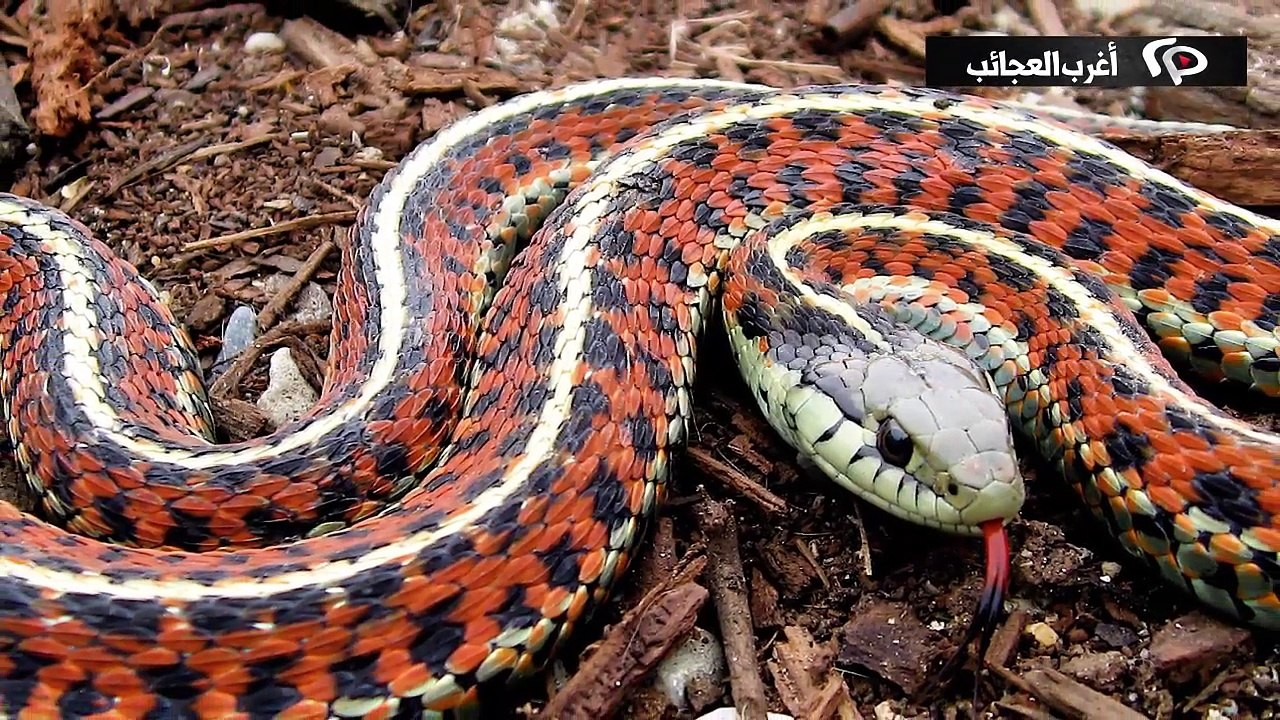 هل تعلم ما الحكمة من خلق الثعابين و الافاعي و العقارب رغم أنها حيوانات سامة ؟