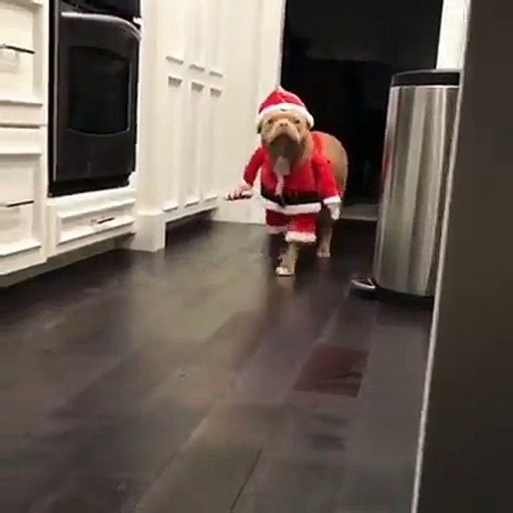 ong gia noel full lovely