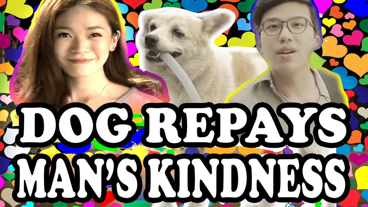 Dog Repays Man’s Kindness In The Best Possible Way