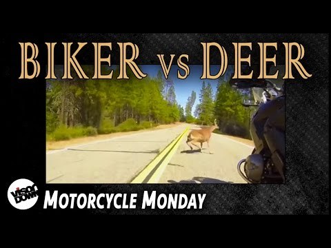 Worst biker Vs deer collision EVER? | Motorbike Monday